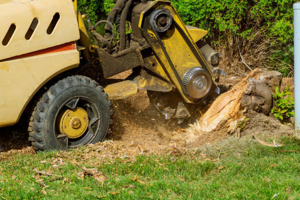  Hightstown, NJ Tree Removal Pros